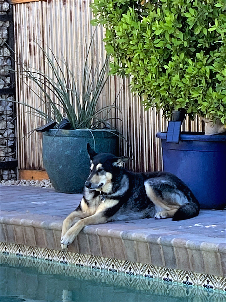 Ruby The Wonder Dog
Rubys favorite place in the backyard. She turned 9 this month. 
