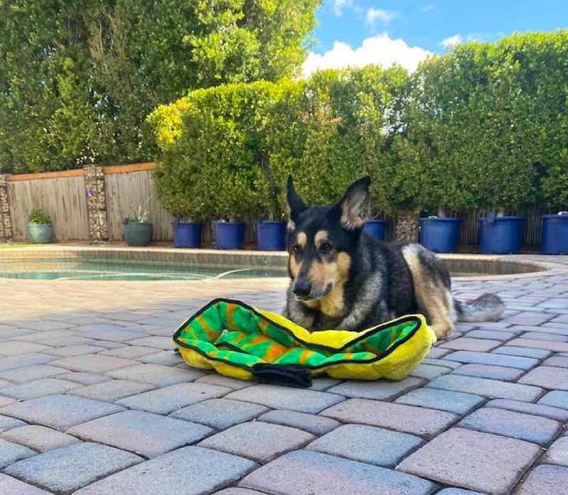 Ruby The Wonder Dog wants to play
