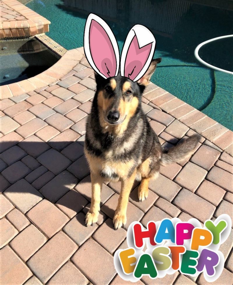 Ruby The Wonder Dog - SAOTW 04/29/23
