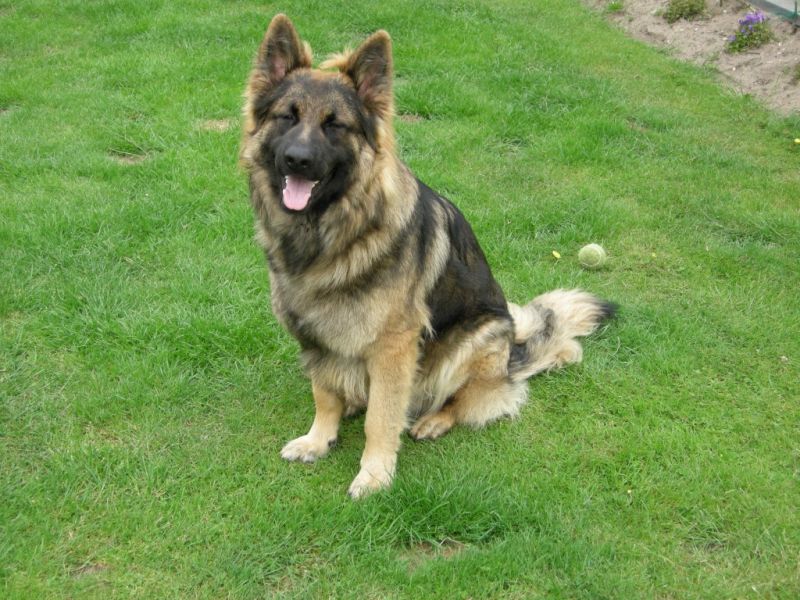 R.I.P. Cheyenne
11 years old. He had arthrosis. He could not stand on his back legs any more.
We have tryed what we possible could do but we have him put to sleep.
Now he can run again.See you my friend
