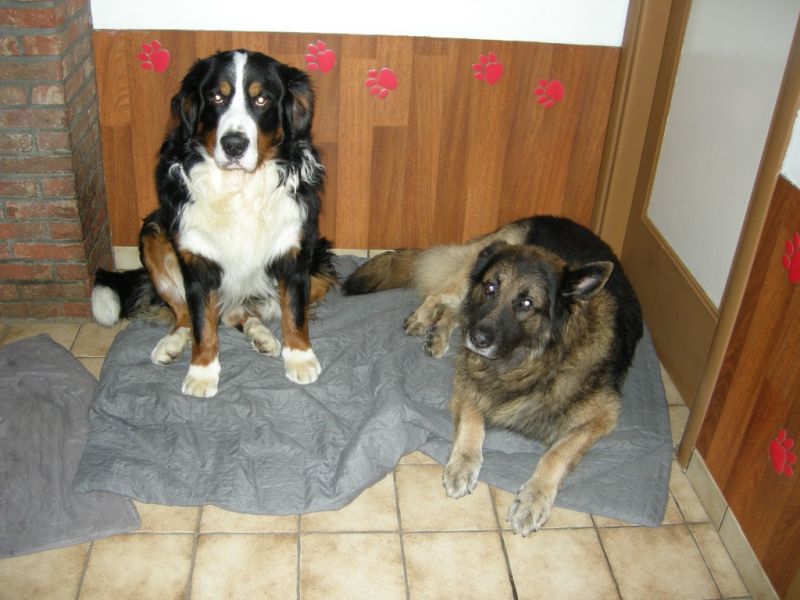 Cheyenne and Rocco
Mi wolf and mi bear lol
