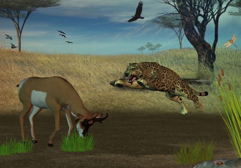 wild live 02
thanks for the peep
