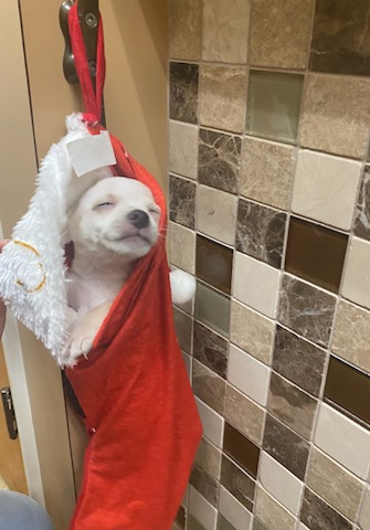 Daisy - SAOTW winner 12/23/23
Daisy at the vets
