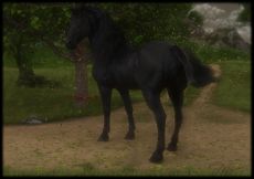 BlackHorse.jpg