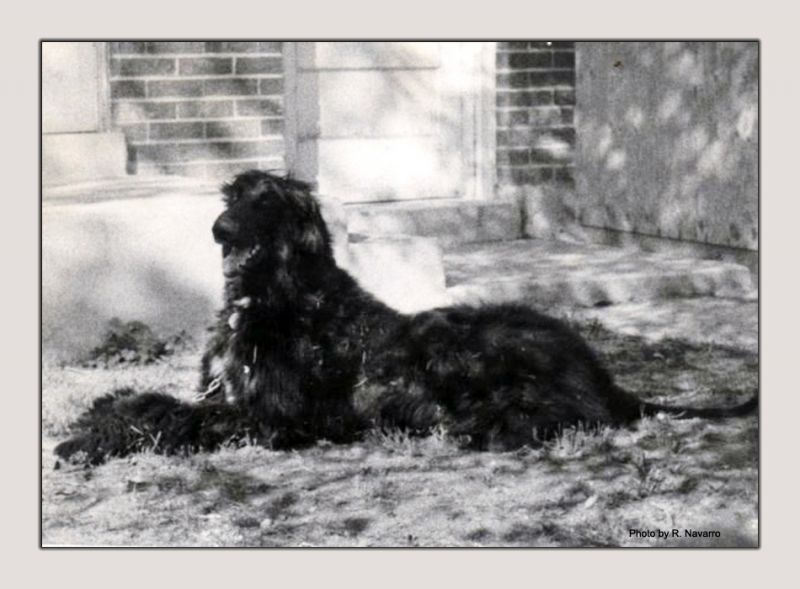 Alfie
My beautiful Alfie - long gone but not forgotten.
This is the only image I have left of him :(
