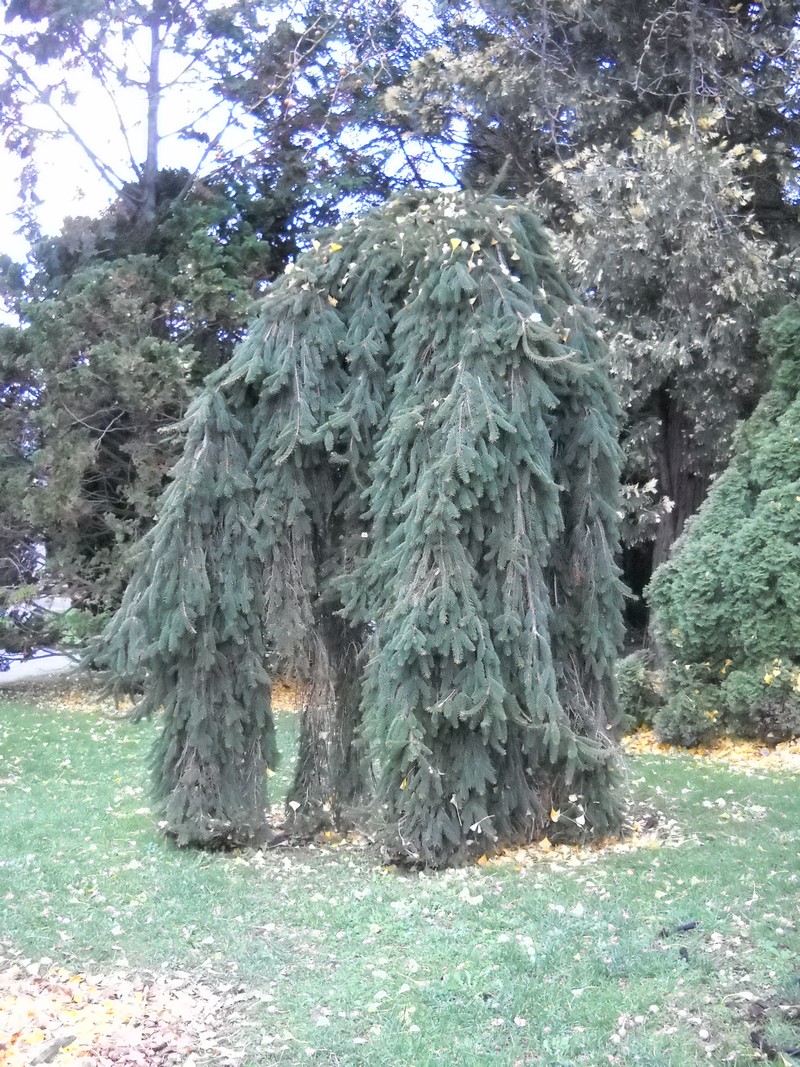 Cousin Itt
"Cousin Itt" is the nickname I gave to that tree when I saw how it changed since the years I didn't go in the main park of the town!
