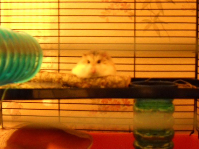 Farewell Donald
He was 2 years 2 months and 15 days. He crossed the rainbow bridge around 7:50PM today, in our hands.
Donald was the big boy of the 3. The one who was very depressed during first weeks at home, because the wheel from the cage couldn't work for him. So he ate, ate and ate, at a point he was almost impossible for him to move in his pipes. Then the wheels commanded aside arrived before the date... and he jumped in his own as sooner as he had it in the cage, so pleased by! He was in fact the first to understand those weird things on feet where wheels.
He learnt later than Coquinette and B�b� Castor to walk on his horizontal pipe, and he didn't like that the twice he tried. But he invented the "I suspend myself by a posterior foot at my platform" and learnt it to Coquinette, just because she was a period where going from the top in her wheel was her pleasure and she was a little bad on that - until the Donald's solution.
Donald was always the "cool one", but like his brother he obeyed to Coquinette when it was time to make music on the bars in the night. Their kind of competition, and Donald was the best of the 2 guys at that game.
He was also "Mini Forecast Weather" when we lived in our previous flat. Because he felt until 24 hours before the thunderstorms, and had a weird behavior at those moments; but when the storm was there, he acted normally.
This is a old photo, but I feel it like showing how cool he was (he put a part of his nest from the bottom to that platform). Rest in peace baby, and have fun with your brother (left last November  http://www.thefantasiesattic.net/attic/cpg/displayimage.php?pid=40453 ) and sister (left a little more than 2 months ago http://www.thefantasiesattic.net/attic/cpg/displayimage.php?pid=41319 ).
