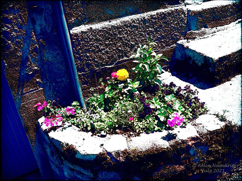 Aubusson flowers in Filter Forge
The base for that image is simply a photo I took in streets of Aubusson. My Photoshop being a old version, Filter Forge has to work separately.
The photo I worked with is also in our gallery, under that url: http://www.thefantasiesattic.net/attic/cpg/displayimage.php?pid=41269

I started to use the Lomo Filter (in Effects => Photo) like mys first choice of filter.
I changed "Red Contrast" to 77, "Green Contrast" to 30, "Sharpen" to 48. And I changed the "Size, pixels" to 300.

I wanted to add another filter, to transform the photo to a drawing. So, I went in Effects => Misc, and I took "Sobel Edge Detector".
I changed "Auto-Levels" for 80; "Threshold" to 72. And "Sharpness" to 44.

After that, I went in Photoshop, and I opened the 2 images made in FilterForge. The one with the "Lomo filter" comes above the "Sobel filter". I passed the "Lomo" layer in "point light" (lumi�re ponctuelle in French), which gives a blue and very light image around the flowers, while flowers keep colors.
