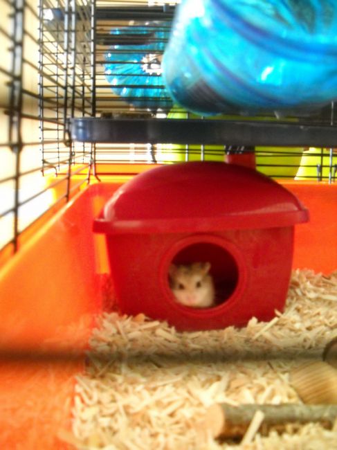 Farewell B�b� Castor
He was 1 year 4 months and 2 days old. He took the rainbow path today after 5:30PM.
He was the tiny clown of the trio. Always playing at the beginning of the afternoon. We discovered him sleeping on the side in his food plate, at least it is what we thought firstly; not the first time he did something like that. But when we opened the cage to check the food, he barely opened his eye, and tried to clean himself so slowly. Time we call for the vet in the following minutes, it was too late.
Rest in peace, little baby.
