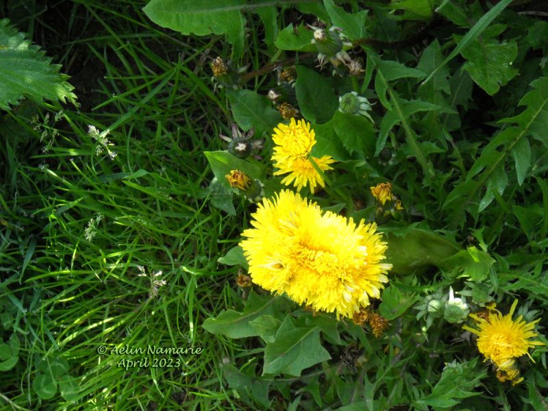 Dandelion
A triple headed dandelion - at least it seemed only 3. Wasn't able to find the 'cut' between each head!

