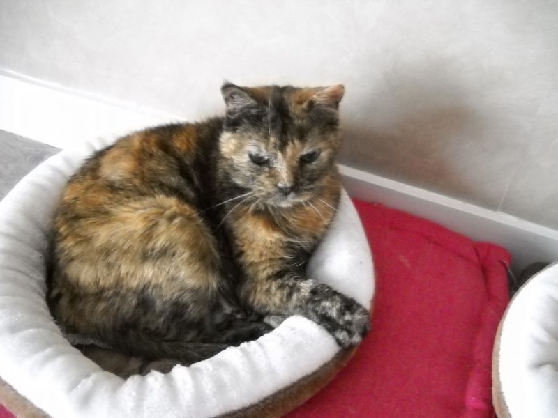 Farewell Giroflée
Giroflée was born somewhere in October 2005. She arrived at home in June 2006, from a shelter. Little size, many curiosity, a very affirmed temper once she showed it. But a true gold heart.
When she was a young lady cat, she loved to look birds, specially meowing with a shaking mouth when they landed on our windows. With time, she found that show boring. When hamsters arrived at home and finally she noticed them, she was interested by a potential snack. Then forgot about them.
She left by the rainbow bridge less than one hour ago.
Rest in peace, sweet Giro, and I hope you already have found Tania.
