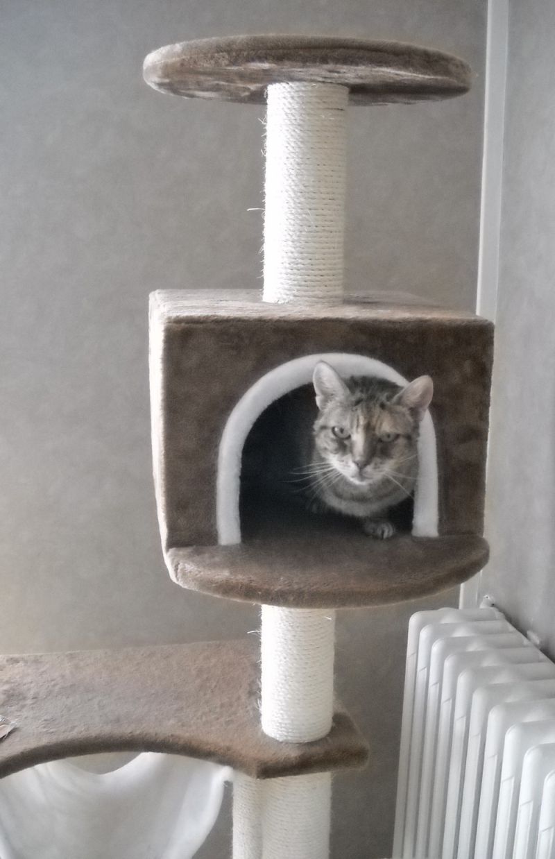 Farewell Puce
Puce (aka Pucinette, nickname she liked a lot) stayed with us 15 years 1 month 11 days. But she was around 1 year old when I took her in the shelter. Already abandonned twice in her life...
She was a funny little damsel, liking to run and jump on the bed, to go under and run back in the other rooms. And the show could be a long moment like that. Sometimes with Giroflée behind her, for a real game, not a fight.
Puce had a passion for a very long time for balls.
You can see her in her cat tree, in days after Santa Claus came to bring it earlier than he should in December 2020. She loved that place, taken now by Nenya the evenings since several weeks like Puce prefered the bottom or to be near me at that time.
She left home 3 days before the first anniversary of the Giroflée's departure.
Farewell my beauty! Rest in Peace, and this time don't try to eat the hamsters!
