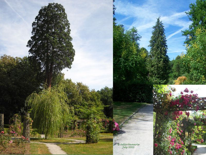 Roseraie
The city hall changed its name into 'public garden'. Because they decided to remove a lot of bushes of roses from there. And just to leave mostly 'french garden' style - which I never liked, even in Versailles itself when I visited. Let the Nature takes the shapes she loves!
As you can see, despite the short cuts of the grass, grass and wild flowers make their best to resist. They still are!

In the left photo, you can see the sequoia of the town.
