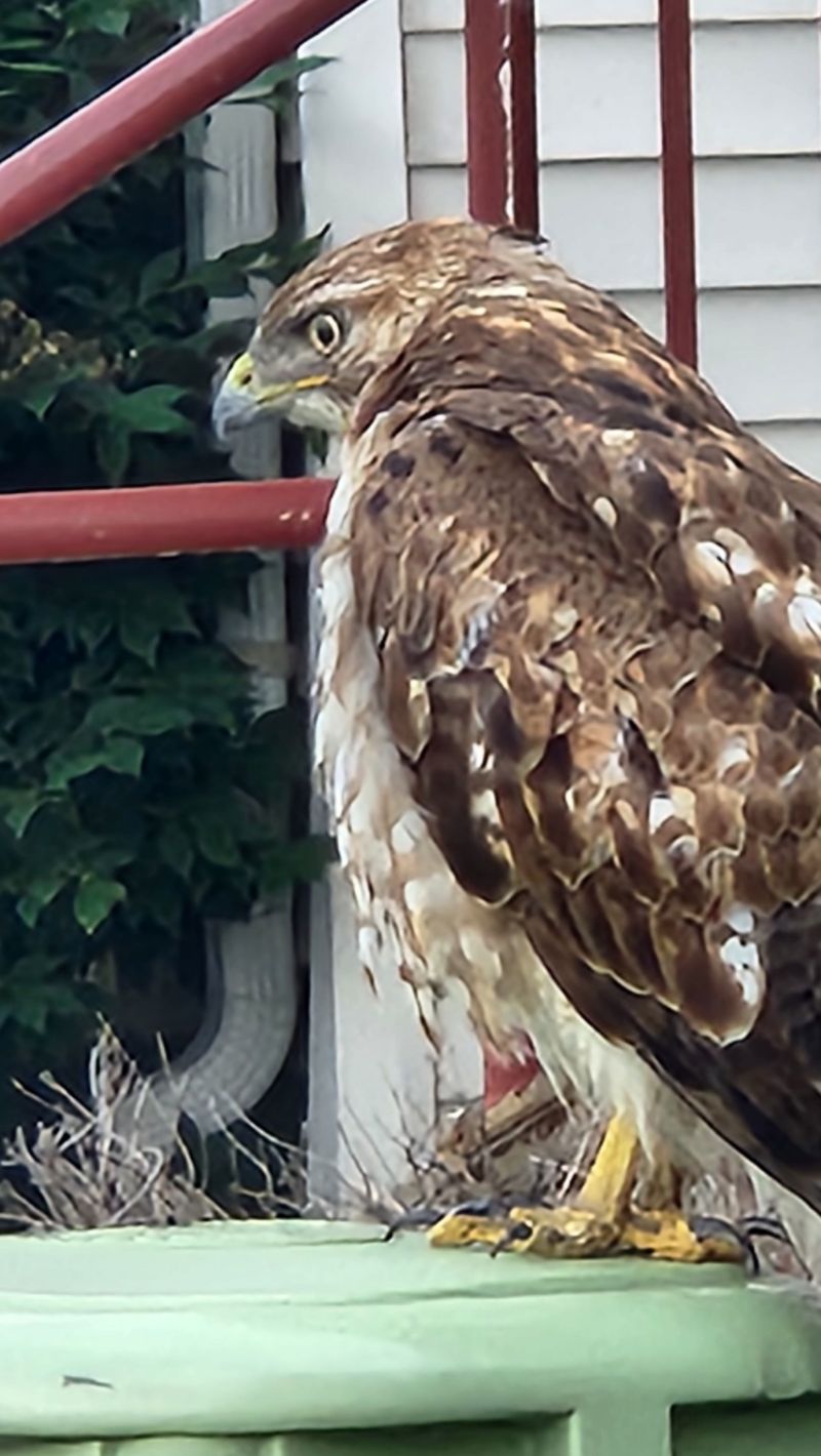 Hawkeye
A large Hawk in my parking lot apartment complex this morning seeking the squirrels running about. 
