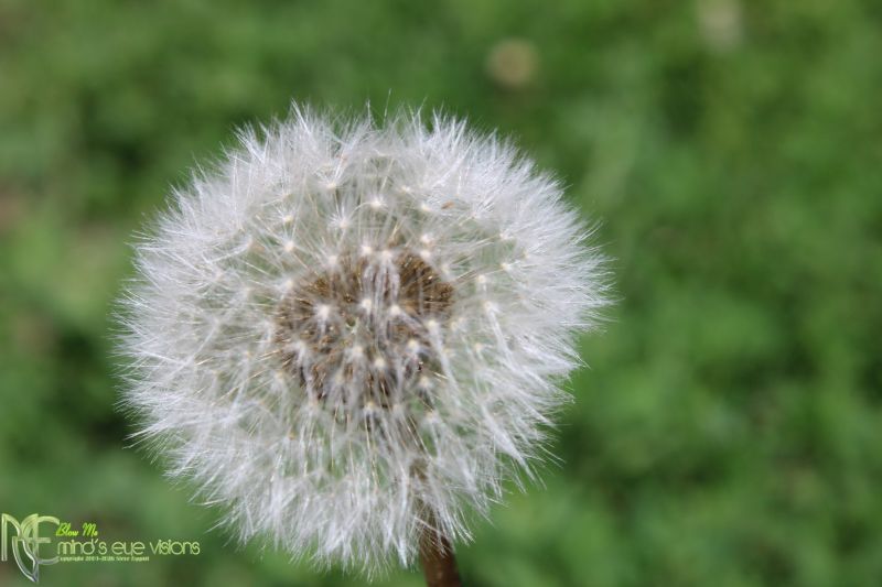 Blow Me ( Nothing Personal)   
taken with my new Canon Rebel EOS T7 camera. 
