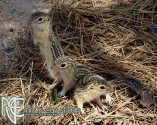 TRIO_CHIPMONKS_5.jpg