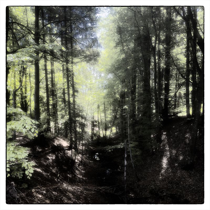 Spring
Keywords: Alan,Alan_Hauge,fantasy,sprinh,photo,forest,