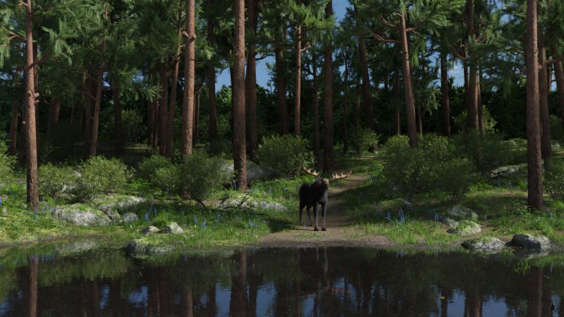 Morning Moose - AC winner 12/10/22
From Wikipedia:  The moose is a member of the New World deer subfamily and is the largest and heaviest extant species in the deer family.  Moose typically inhabit boreal forests and temperate broadleaf and mixed forests of the Northern Hemisphere in temperate to subarctic climates.

Its diet consists of both terrestrial and aquatic vegetation. Predators of moose include wolves, bears, humans and (rarely) wolverines. Unlike most other deer species, moose do not form herds and are solitary animals, aside from calves who remain with their mother until the cow begins estrus (typically at 18 months after birth of the calf), at which point the cow chases them away.
