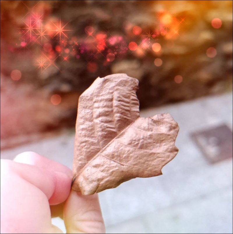 Heart shaped leaf
