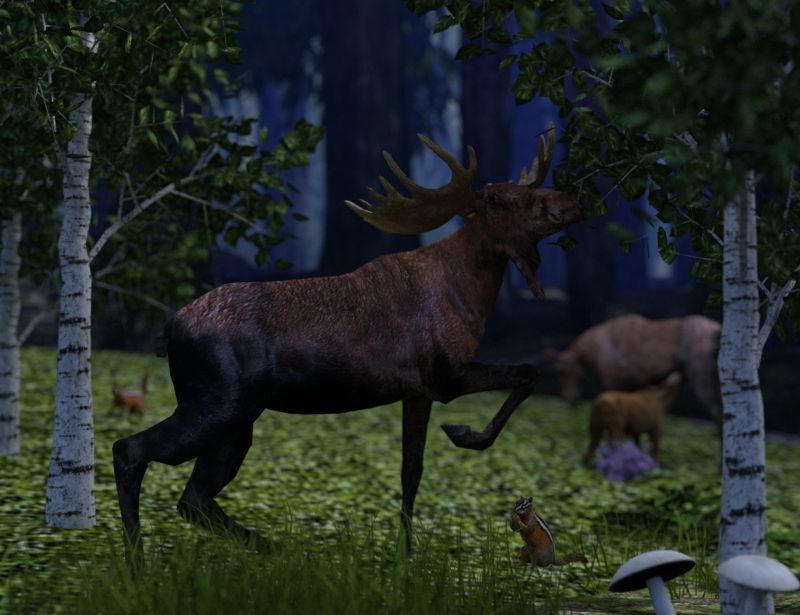 Moose Family
You never know what you might find while walking through the forest.  You may find a family of moose, but if you do, stay as far away from them as possible.  Take your photos from a safe distance because they are a lot bigger than you and you definately dont want to get a bull moose mad at you, or get between a mother moose and her child.

