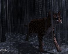 Filename=An_ocelot_in_the_rain.jpg
Filesize=1563KiB
Dimensions=1500x1200
Date added=Apr 10, 2025 An_ocelot_in_the_rain.jpg