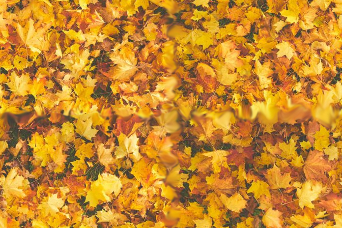 ground leaf 3v1 _diffuse v2
