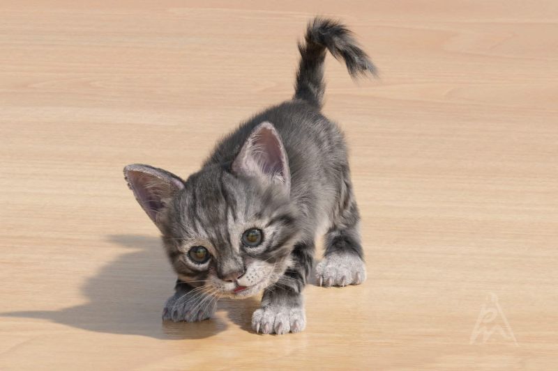 Kitten
A Blender Cycles render of the Blenderkit kitten. It used the hair particle system of Blender.  I created this pose for the kitten. A render from 2019.
Keywords: kitten cat