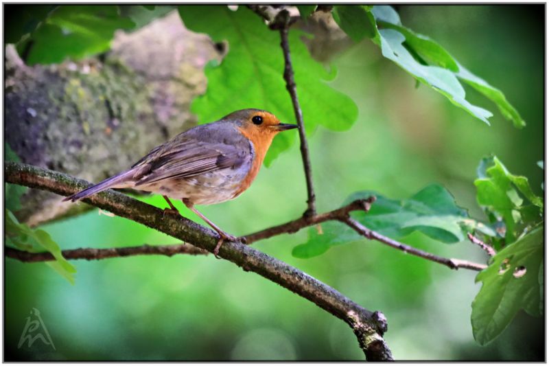 Robin
Before I started with 3D I did much photography.
Keywords: bird robin