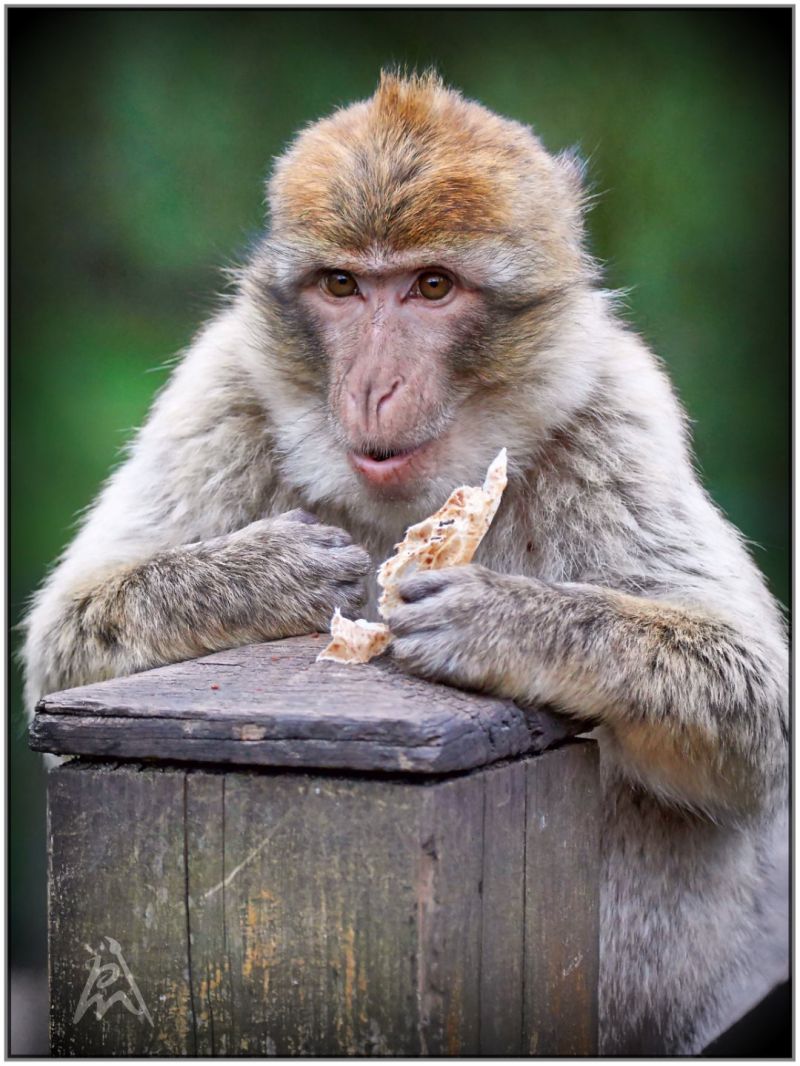 What Do You Want?
"Oh no! This is all mine!"

This is a photo from 2008 that I took in a zoo. We walked free in between the apes and the other way around.
Keywords: ape eating